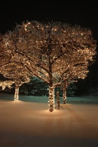 luces led en árboles