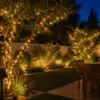 luz solar en arboles